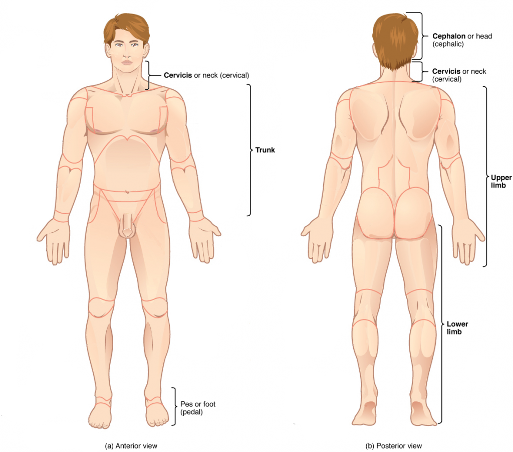 This illustration shows an anterior and posterior view of the human body. The cranial region encompasses the upper part of the head while the facial region encompasses the lower half of the head beginning below the ears. The eyes are referred to as the ocular region. The cheeks are referred to as the buccal region. The ears are referred to as the auricle or otic region. The nose is referred to as the nasal region. The chin is referred to as the mental region. The neck is referred to as the cervical region. The trunk of the body contains, from superior to inferior, the thoracic region encompassing the chest, the mammary region encompassing each breast, the abdominal region encompassing the stomach area, the coxal region encompassing the belt line, and the pubic region encompassing the area above the genitals. The umbilicus, or naval, is located at the center of the abdomen. The pelvis and legs contain, from superior to inferior, the inguinal or groin region between the legs and the genitals, the pubic region surrounding the genitals, the femoral region encompassing the thighs, the patellar region encompassing the knee, the crural region encompassing the lower leg, the tarsal region encompassing the ankle, the pedal region encompassing the foot and the digital/phalangeal region encompassing the toes. The great toe is referred to as the hallux. The regions of the upper limbs, from superior to inferior, are the axillary region encompassing the armpit, the brachial region encompassing the upper arm, the antecubital region encompassing the front of the elbow, the antebrachial region encompassing the forearm, the carpal region encompassing the wrist, the palmar region encompassing the palm, and the digital/phalangeal region encompassing the fingers. The thumb is referred to as the pollux. The posterior view contains, from superior to inferior, the cervical region encompassing the neck, the dorsal region encompassing the upper back and the lumbar region encompassing the lower back. The regions of the back of the arms, from superior to inferior, include the cervical region encompassing the neck, acromial region encompassing the shoulder, the brachial region encompassing the upper arm, the olecranal region encompassing the back of the elbow, the antebrachial region encompasses the back of the arm, and the manual region encompassing the palm of the hand. The posterior regions of the legs, from superior to inferior, include the gluteal region encompassing the buttocks, the femoral region encompassing the thigh, the popliteus region encompassing the back of the knee, the sural region encompassing the back of the lower leg, and the plantar region encompassing the sole of the foot. Some regions are combined into larger regions. These include the trunk, which is a combination of the thoracic, mammary, abdominal, naval, and coxal regions. The cephalic region is a combination of all of the head regions. The upper limb region is a combination of all of the arm regions. The lower limb region is a combination of all of the leg regions.