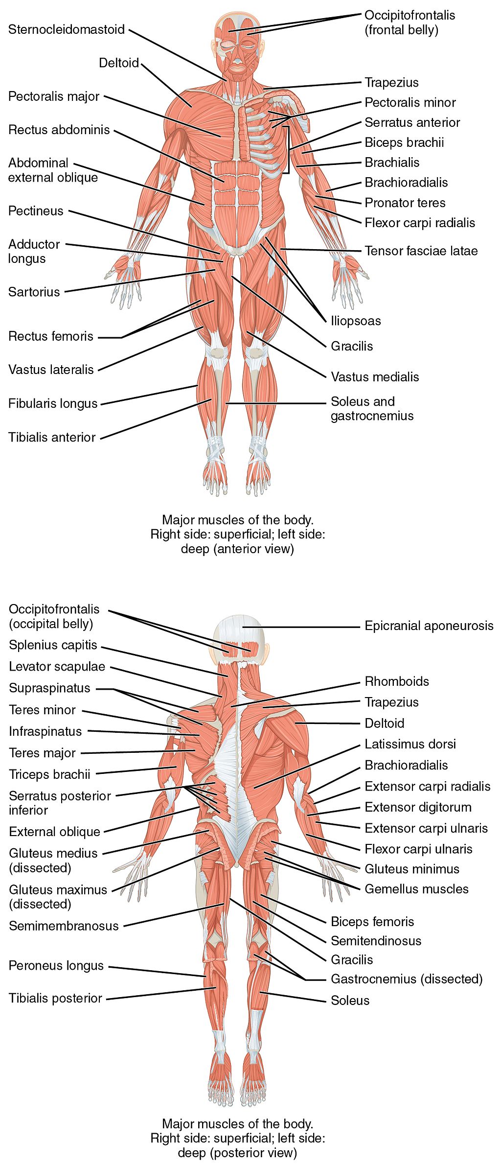 The top panel shows the anterior view of the human body with the major muscles labeled. Labels read (from top, head): occipitofrontalis (frontal belly), sternocleidomastoid, trapezius, deltoid, pectorailis minor, serratus anterior, pectoralis major, arm muscles: biceps brachii, brachialis, brachioradialis, pronator teres, flexor carpi radialis, abdomnial: rectus abdominis, abdominal external oblique, lower body: tensor fasciae latae, illiopsoas, penctineus, adductor longus, sartorius, gracilis, rectus femoris, vastus lateralis, vasus medialis, biularis longus, tibialis anterior. The bottom panel shows the posterior view of the human body with the major muscles labeled. Labels read (from top, head, left side): epicranial aponeurosis, occipitofrontalis, splenius capitis, levator scapulae, rhombus, trapezius, supraspinatus, teras minor, infraspinatus, teres major, triceps brachii, seratus posterior inferior, external oblique, lower body: gluteus medius, gluteus maximus, semimebranosus, peroneus longus, tibialis posterior, (right side, from top) trapezius, deltpid, latissimus dorsi, arm: brachioradialis, extersor carpi radialis, extensor digitorum, extensor carpi ulnaris, flexor carpi ulnaris, lower body: gluteus minimus, gemellus muscles, biceps femoris, semitendinosus, gracilis, gastrocnemius, soleus.