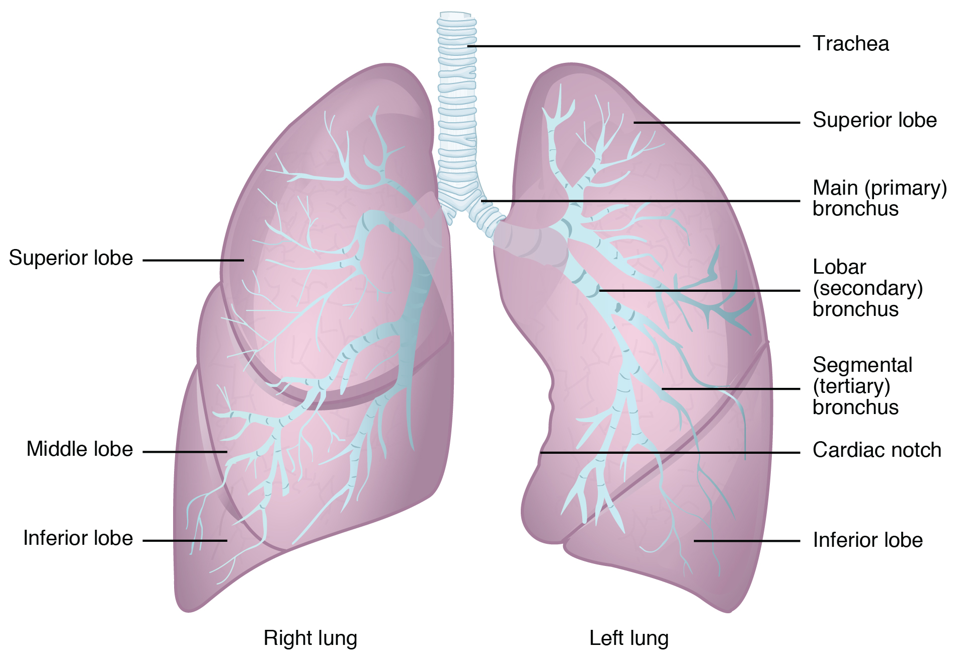Diagram of the lungs with the major parts labelled (from top, clockwise): trachea, superior lobe, main bronchus, lobar bronchus, segmental bronchus, inferior lobe, inferior lobe, middle lobe, superior lobe of the left lung.