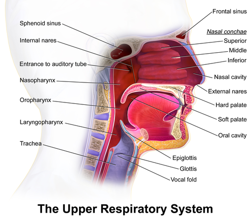 This figure shows a cross section view of the nose and throat. The major parts are labeled.