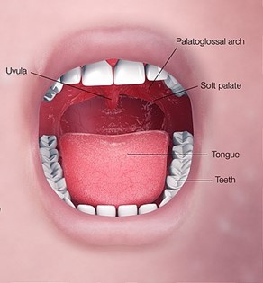 https://www.scientificanimations.com, CC BY-SA 4.0, via Wikimedia Commons 3D medical animation still shot showing different organs of the oral digestive system Including uvula, teeth, tongue, soft palate, and palatoglossal arch.